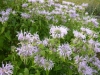 monarda fistulosa