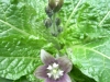 mandragora